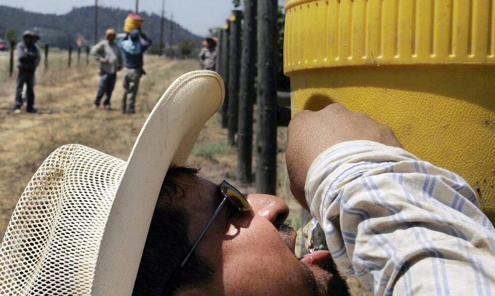 图为一位戴着牛仔帽的葡萄园工人从一个黄色大水罐的水龙头里喝水
