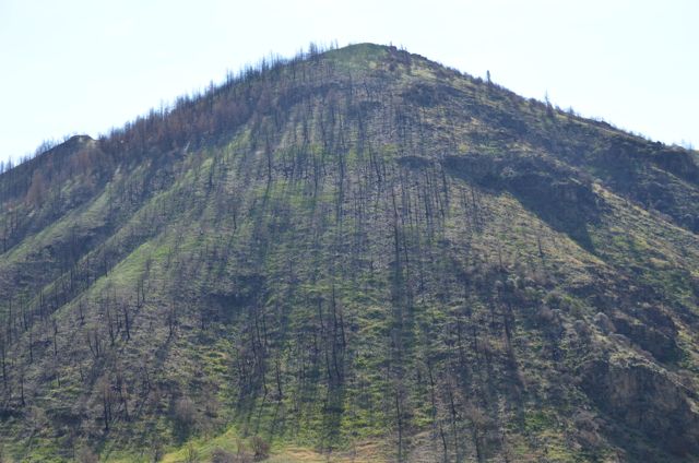 不断变化的火灾动态和气候条件越来越有可能导致一些西部森林无法再生，变成灌木丛和草地。图片来源:Adam Markham