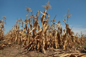 遭受旱灾的玉米作物