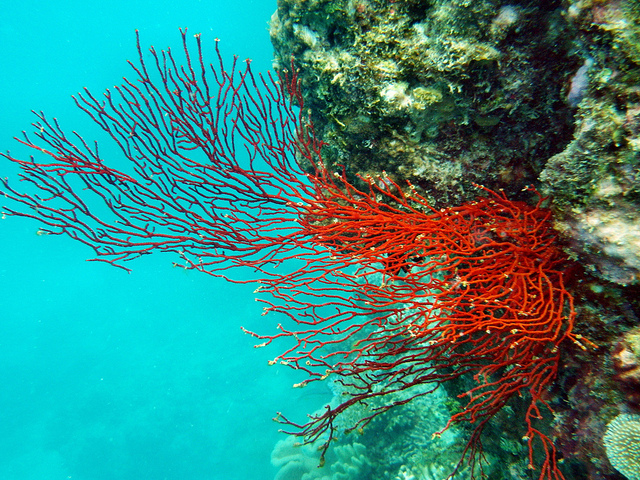 观澜滩埃迪礁的珊瑚。图片:Paul Toogood