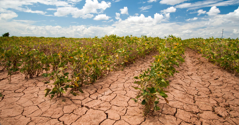 德克萨斯州遭受干旱袭击的大豆田