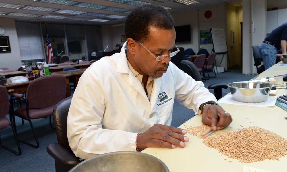 一位美国农业部的科学家正在检查小麦