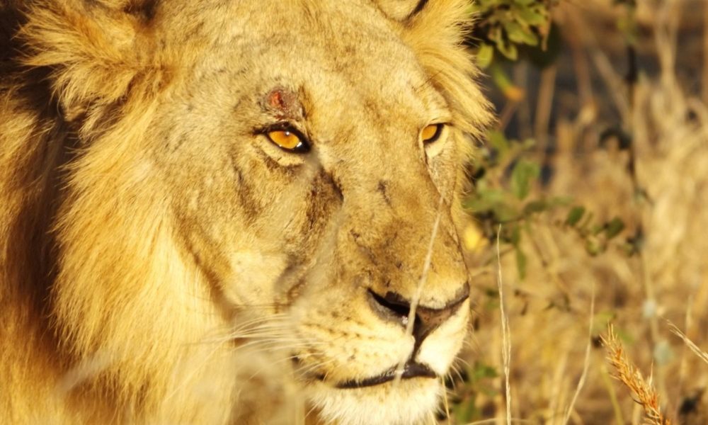 特写狮子的脸，背景是一些刷子。这只狮子似乎在休息，但它的金眼睛在注意什么东西。