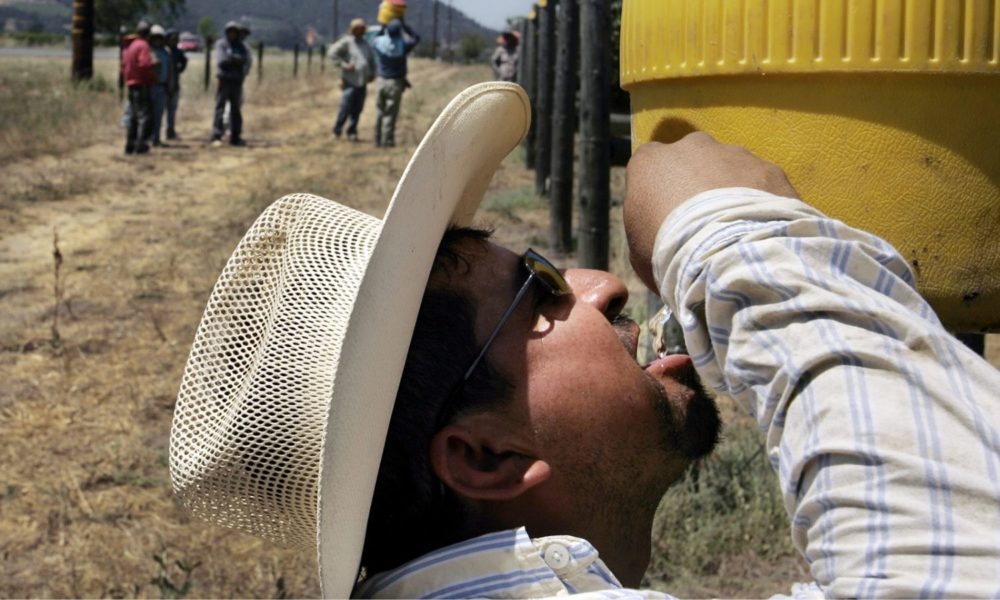 加州气温超过100华氏度，一名葡萄园工人在休息时从冷却器里拿着饮料。