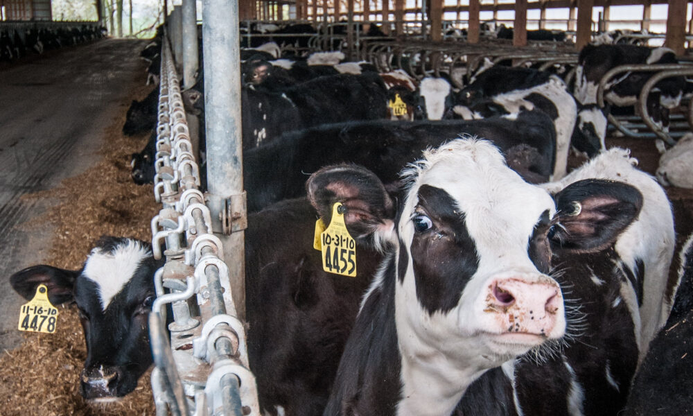 谷仓里许多黑白奶牛的照片;前景中的两头牛的一只耳朵上挂着标签