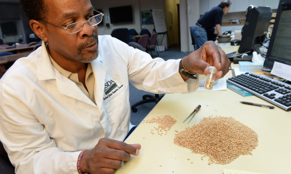 美国农业部谷物检查员检查谷物。