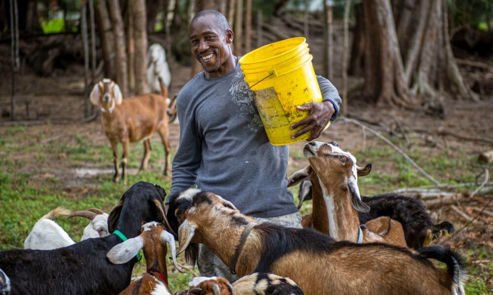 一个黑人农民微笑着拿着一个水桶，他饲养的山羊聚集在他周围