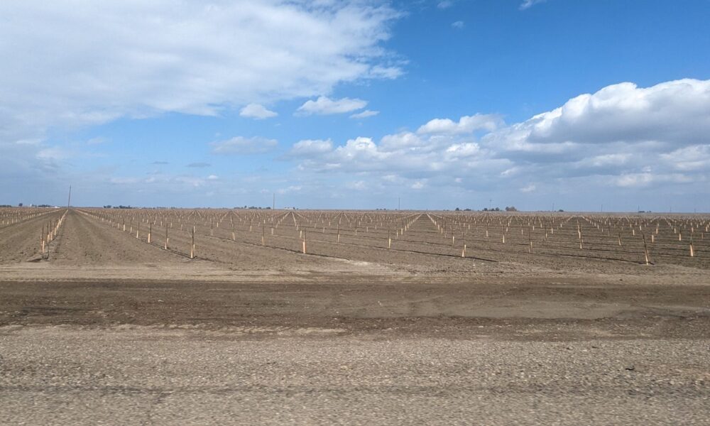 在加利福尼亚州西弗雷斯诺，数百英亩的土地上种植了缺水的坚果树。