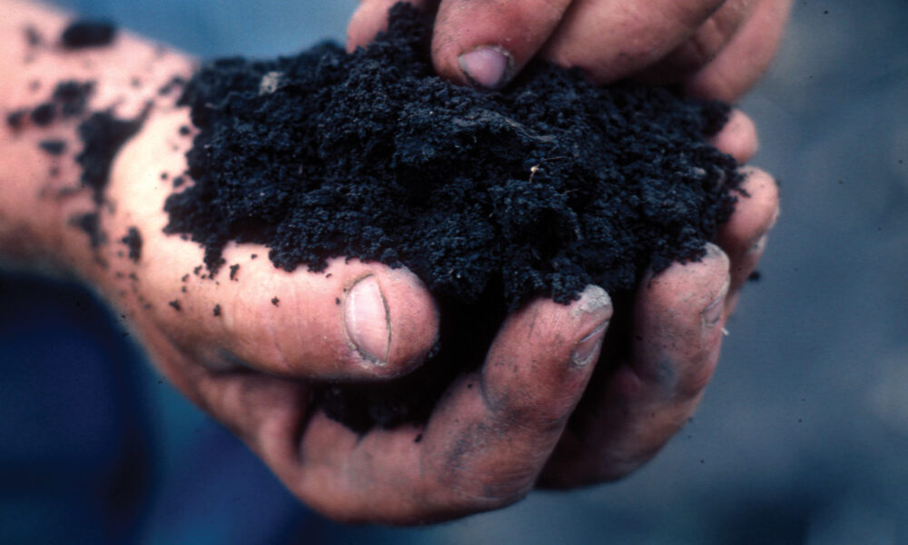 特写照片，一只手拿着一堆黑色潮湿的土壤