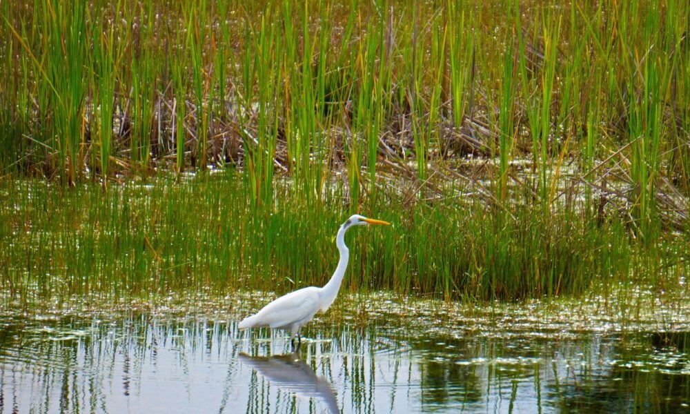 湿地中的鸟