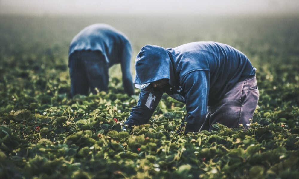 Two workers are bent over in a field, picking strawberries in California. It looks like back-breaking labor.