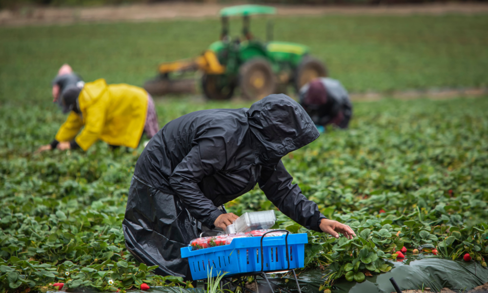 几个农场工人都穿着雨衣，跪在地上摘草莓;背景中有一辆拖拉机闲置着