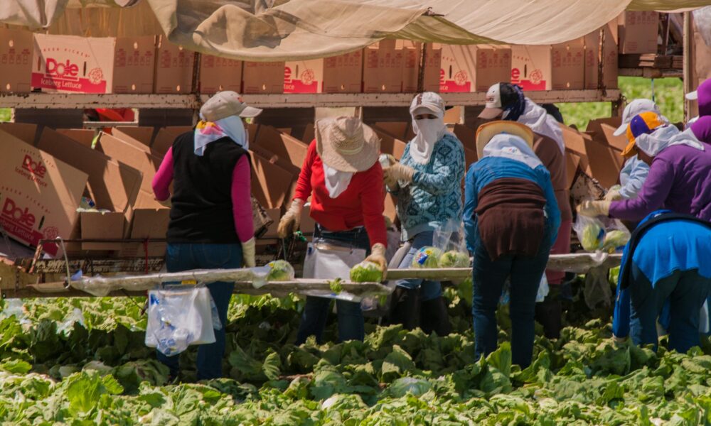 的农业工人挑选和包装的照片heads of lettuce to put in many cardboard boxes on a trailer in the background; the workers are all wearing hats and bandanas as protection from the sun and pesticides